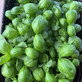 Микрозелень базилика зеленого